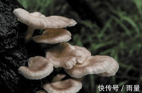 农村|农村有些少见的野菜,能防治咳喘、高血压、烦渴、失眠等症