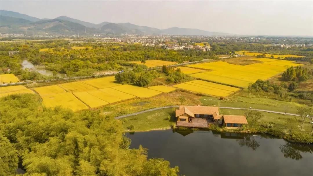 新闻直播间|余杭稻田上央视啦！秋日最靓丽的风景线，都在这里！