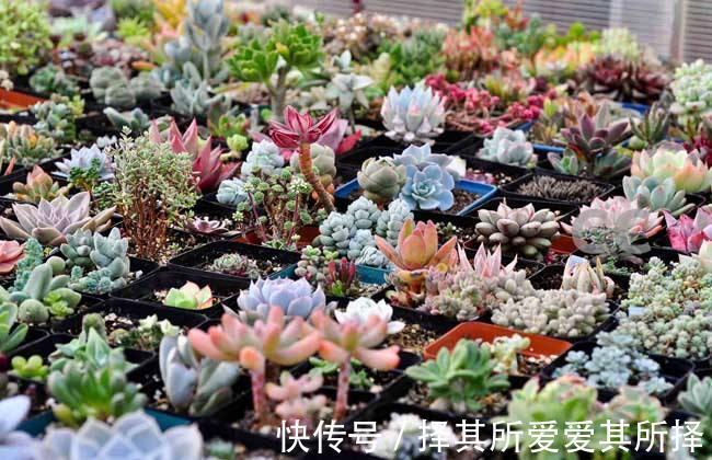 秋天买的多肉，3个“进门礼”，嗖嗖冒白根，挤满新芽芽