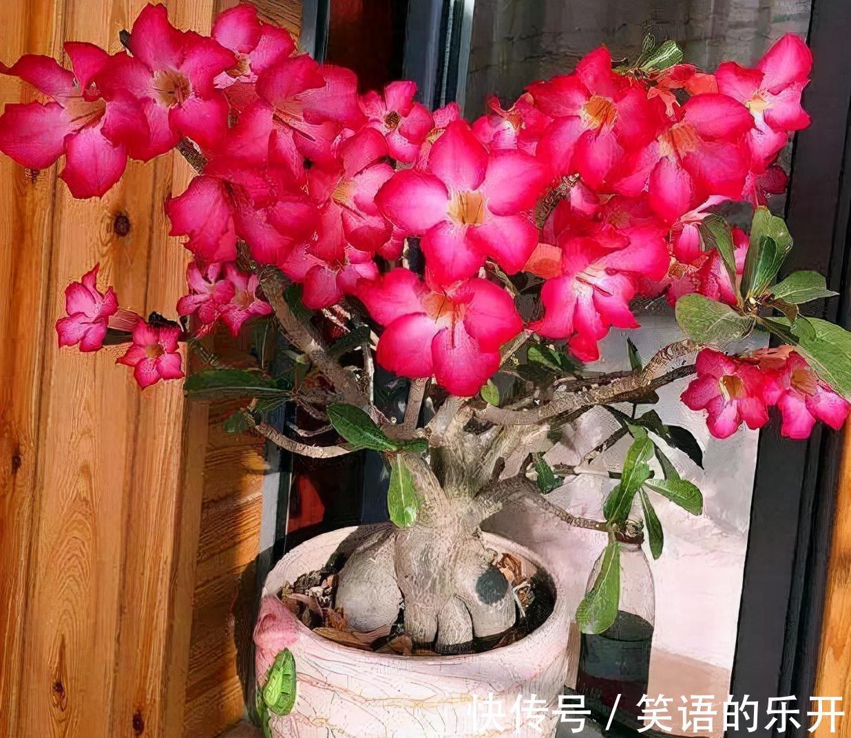适合“干养”的11种花，天冷更加要控水，不然难过冬