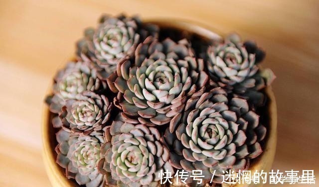 多肉植物有1个“症状”，说明需要施肥或者换盆，否则等着僵苗吧！