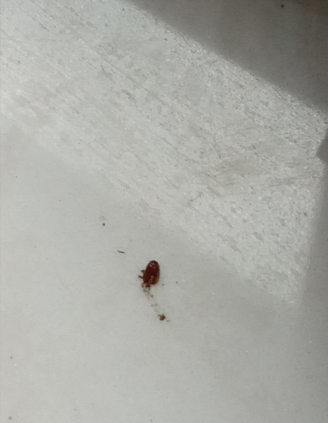 钱串子是益虫还是害虫