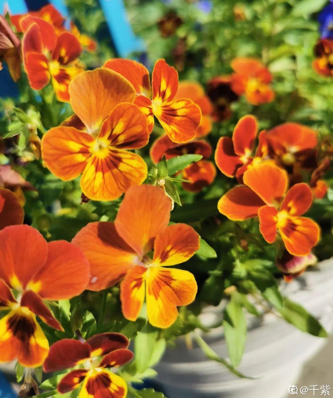 长寿花|9月后就养这些花,比绿萝好养,疯狂开花到明年!