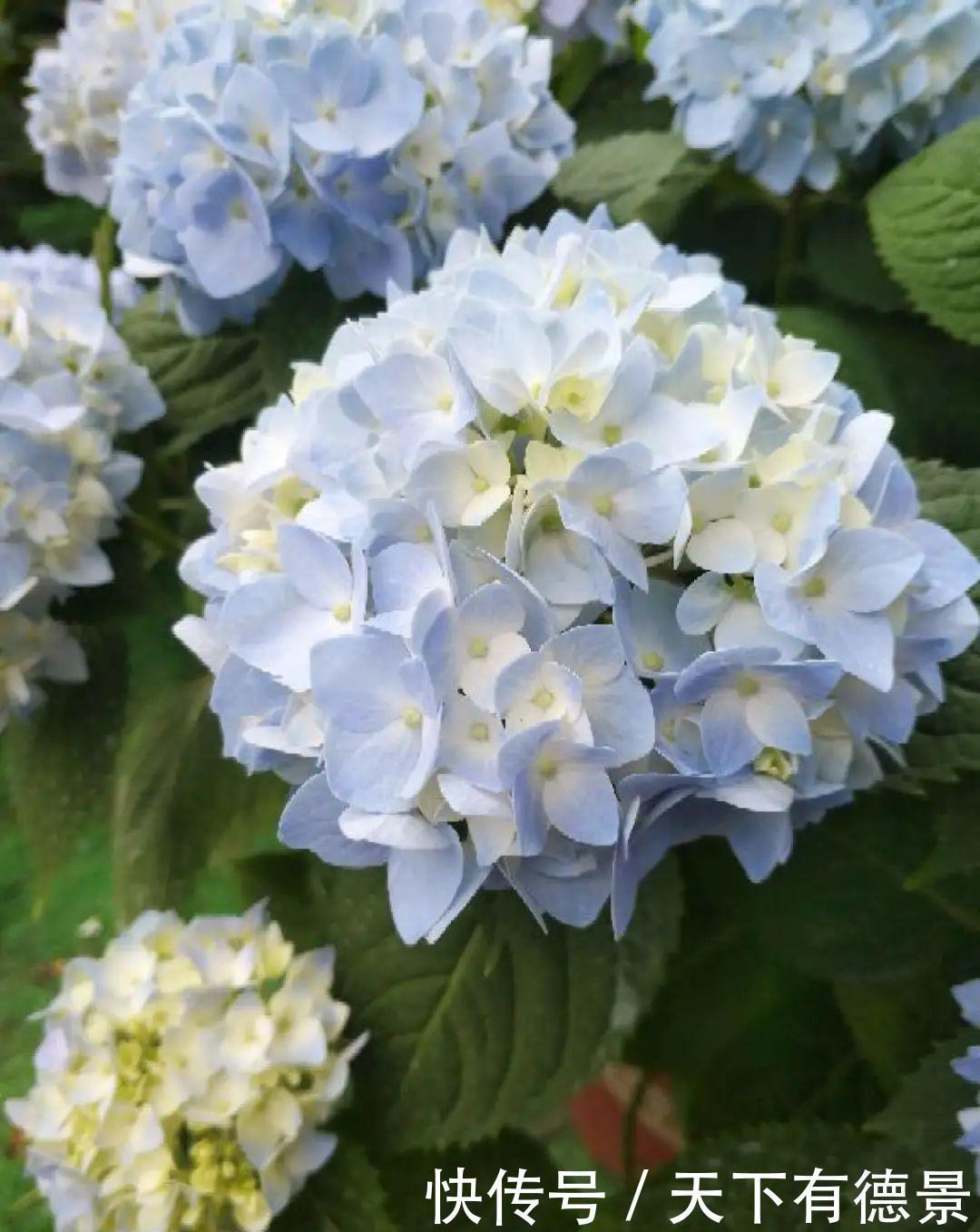 花友|夏天室内光不好，就养2种耐荫花，皮实好养开花多