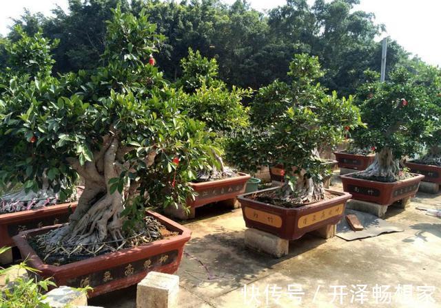 老桩|懒人家里养盆栽首选3款''大树'',株型小、身价高、寓意美