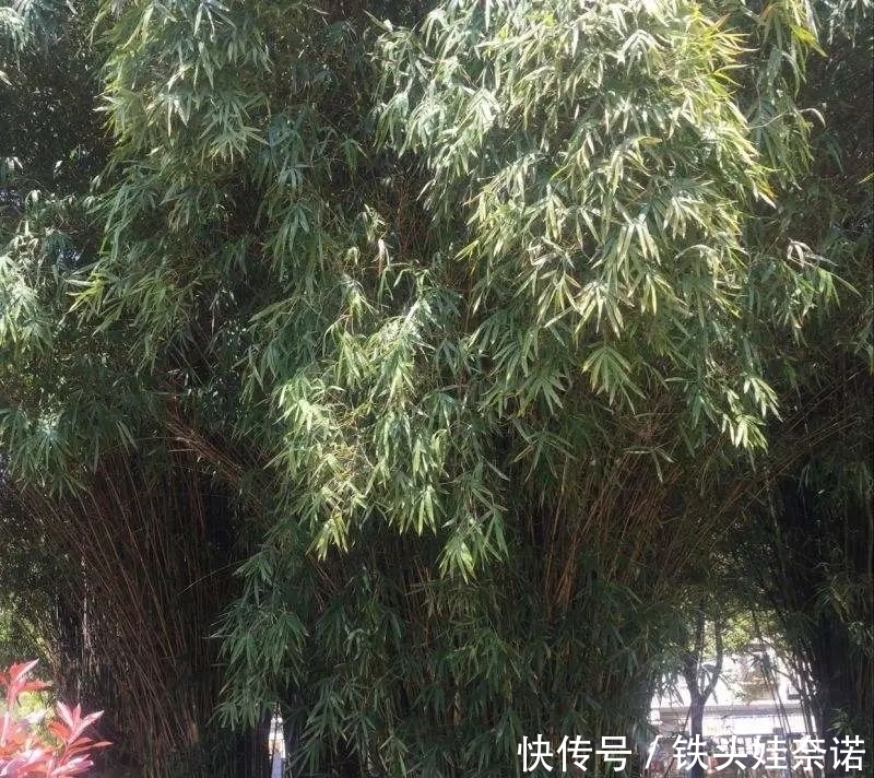 2021养盆镇宅花，当做守护神，好运进来，霉运离开！