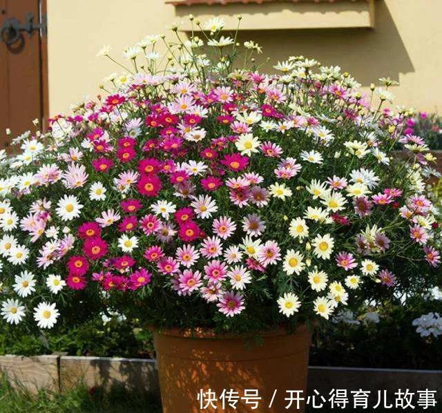 家里有院子，养上四款网红花，花开300天，美观又大气