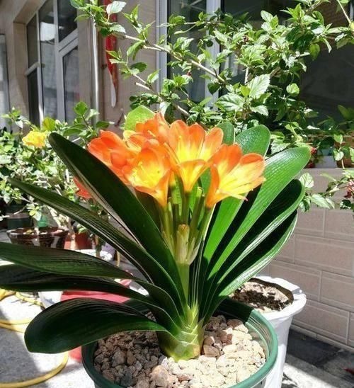 养护君子兰，2个肥料轮流用，一种长厚叶，一种开大花