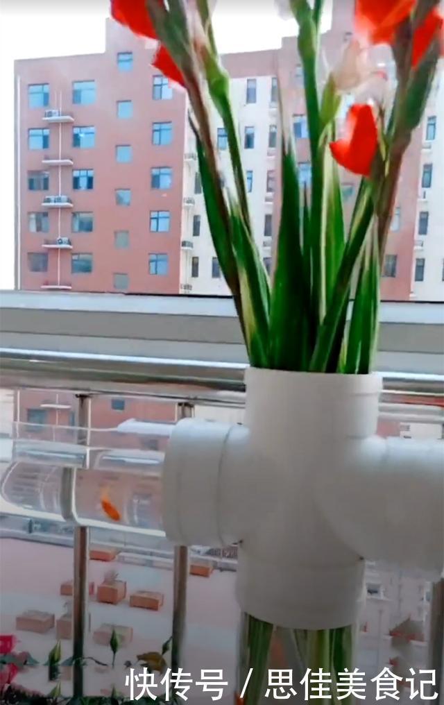 回家|去朋友家参观,被她家阳台圈粉了,塑料管养花养鱼回家我也弄一个