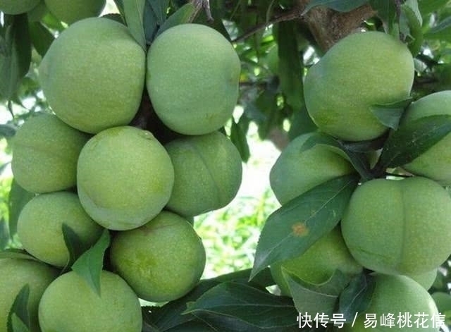 甘蓝|这种果子在孩子不喜欢吃饭的时候吃,立马胃口大开,真是太神奇了