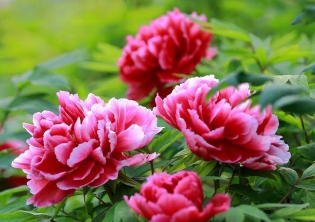 4种花,一养就是100年,开花漂亮,优雅高贵,养成“传家宝”