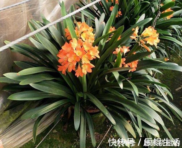 君子兰用这个土来养,根系肥壮,叶子又厚又亮,花开的越来越多