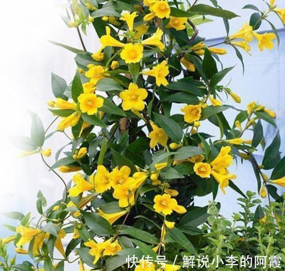 吉祥|不怕冷的5种花,冬天冻一冻,开花更好看,大气好养又吉祥