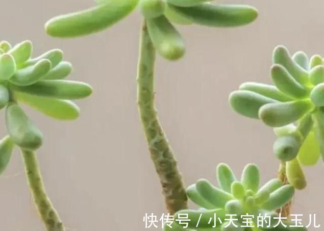 株型|怎么把多肉养得胖嘟嘟，做好5个关键点株型紧凑又好看