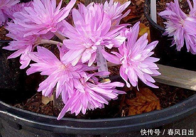 室内|不宜养在家中室内的8种花,再美也别养,如果有快搬出去