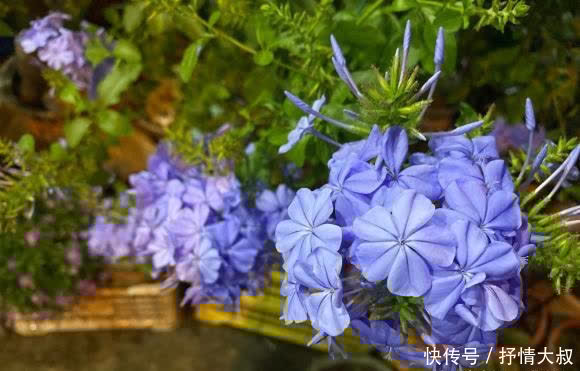 5块钱买棵蓝雪花,用大盆养,喂鸡粪肥,夏天开出2平方的花