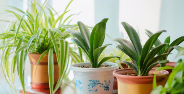 花友|河沙养花“有3大妙用”：配土透气性好、育苗和扦插成活率高