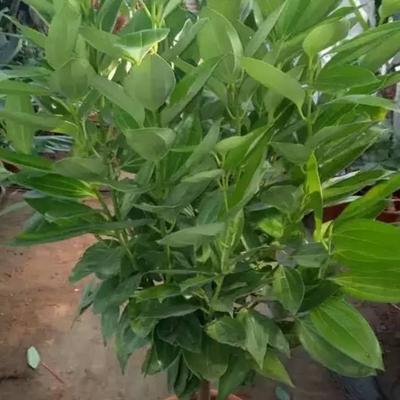 平安树这样养,叶绿枝壮,从此不再黄叶落叶