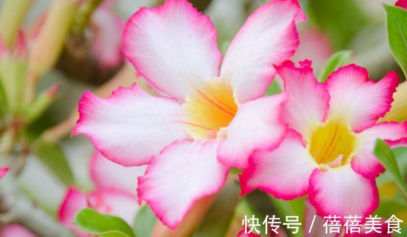 沙漠玫瑰掉花苞,避免这些问题,株型粗壮,开花艳丽