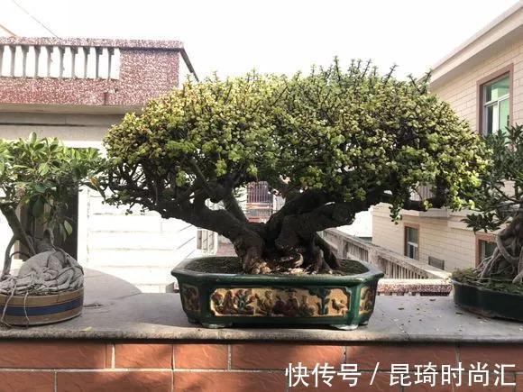 极难养死的4种花,太省心,丢阳台不管,轻松长爆盆