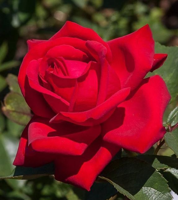 几种花很适合阳台养，花香四溢，花朵烂漫迷人，开花一簇簇