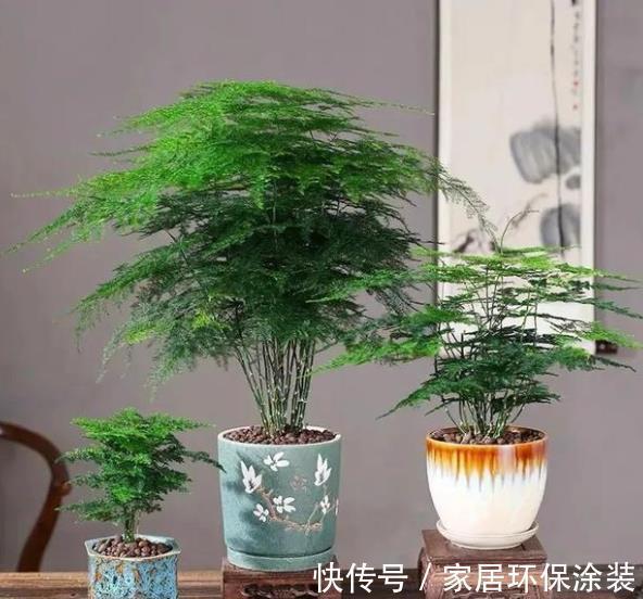 盘点10种漂亮的耐阴花,家里采光不好也能养,专为北阳台而生