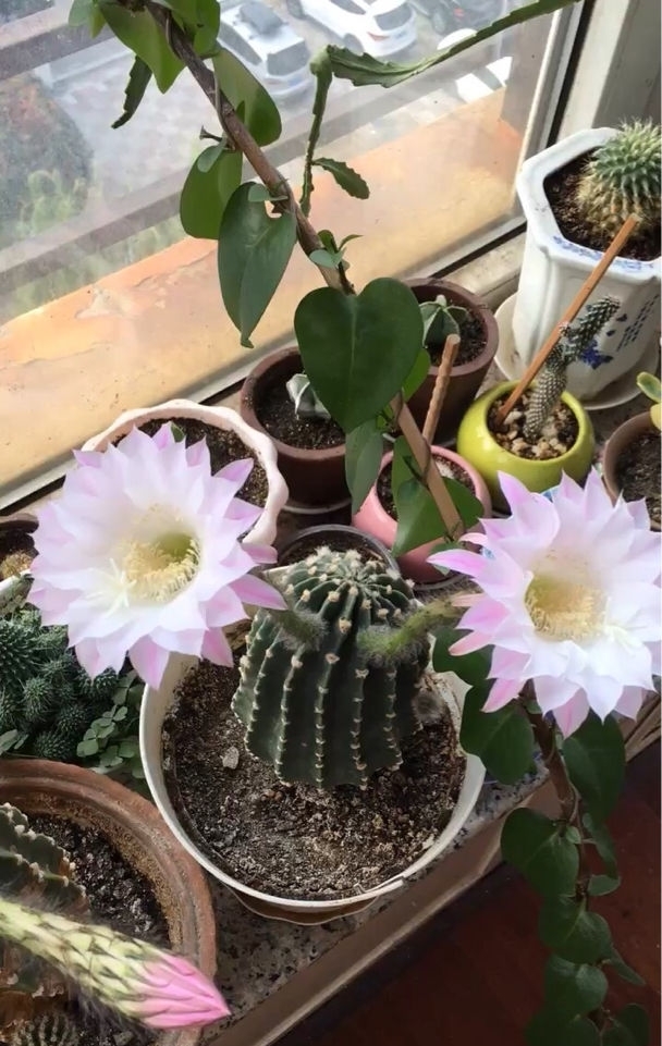 卧室养花有四禁忌,虽然看着漂亮,但是对身体不好