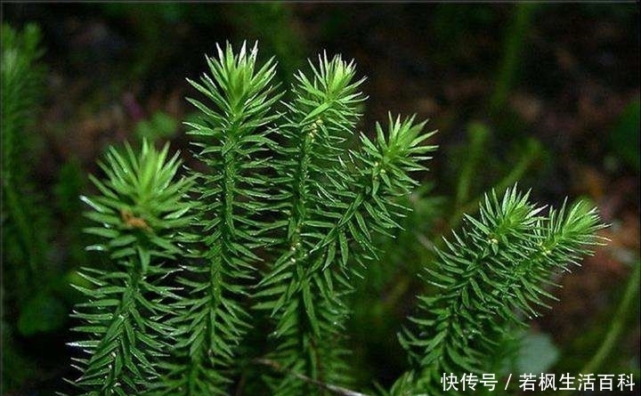 对石松|农村一常见野草,具有药用价值,如今却被城里人当盆栽