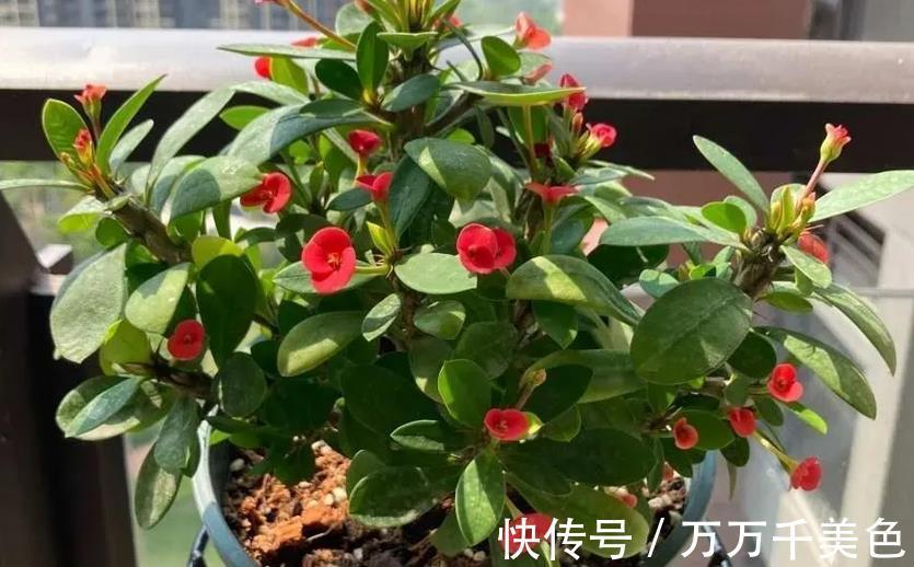 枝叶|这4方面养护到位，虎刺梅才不出问题，枝叶茂盛，到了花期就开花
