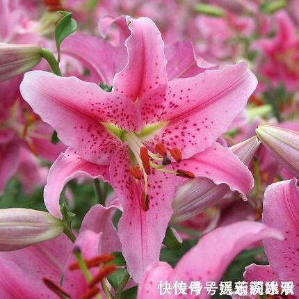 牡丹花|这种花在农村到处都是,却是有钱人最爱养的盆栽,不仅招财还养人