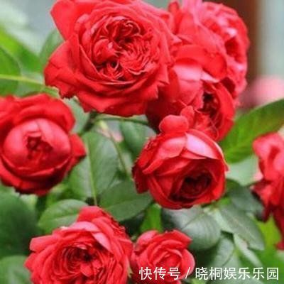 花瓣|超美的几种花卉,对待新手很友好,不用费心,就能长的特别好