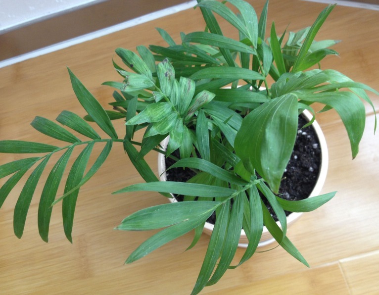 绿植|家家养绿萝，腻味！不如养这3种，好活、颜值高、净化效果不错