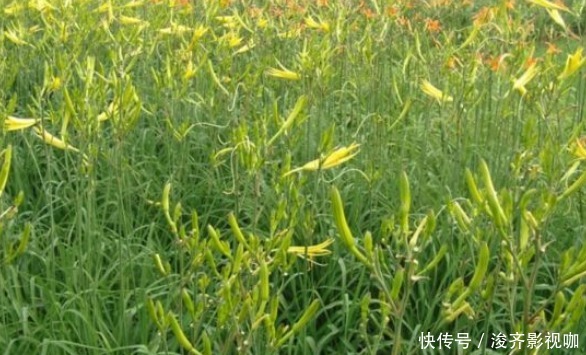 采收|黄花菜清热解毒，降燥泄火，想要收获高产优质的黄花菜，只需五点