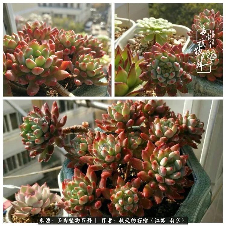 渡劫归来的肉肉,谁是谁的前世,谁又成了谁的今生