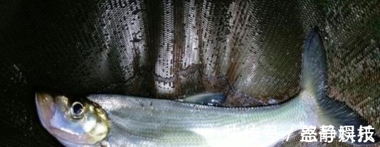 窝料|夜钓最好的机会来了!18条经验助你成功爆护!