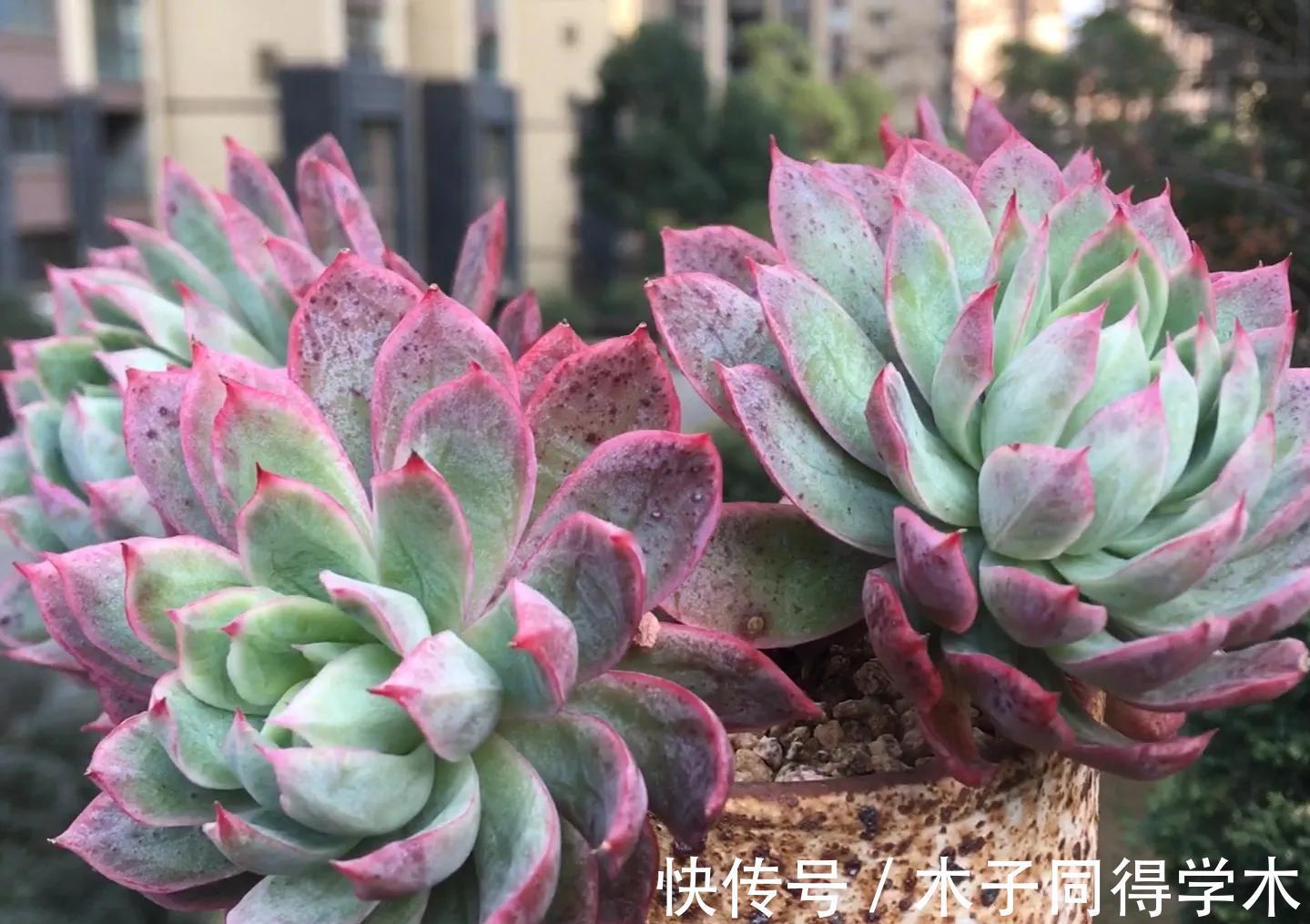 叶片|养一颗秋宴,赴一场秋季的多肉视觉盛宴