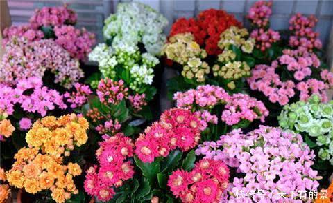 长寿花开花越来越少？做好3件事，花开一茬接一茬，开出层叠群花