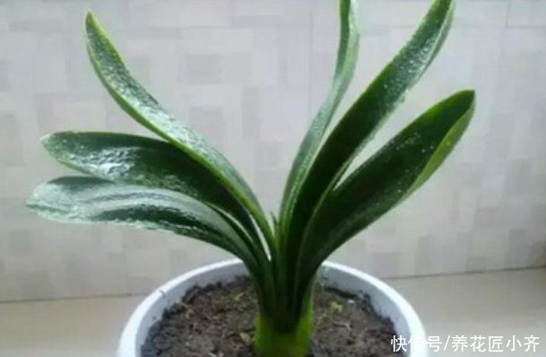 水分|君子兰浇水分“两季”，浇水方法各不相同，掌握技巧就能不烂根