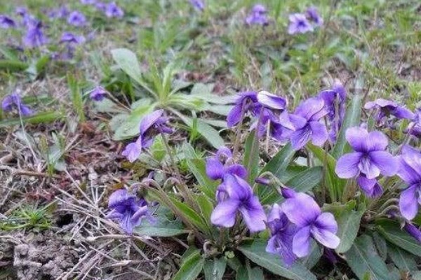 犁头草|农村路边的“犁头草”,长着紫色小花,全身都是宝,药用价值珍贵
