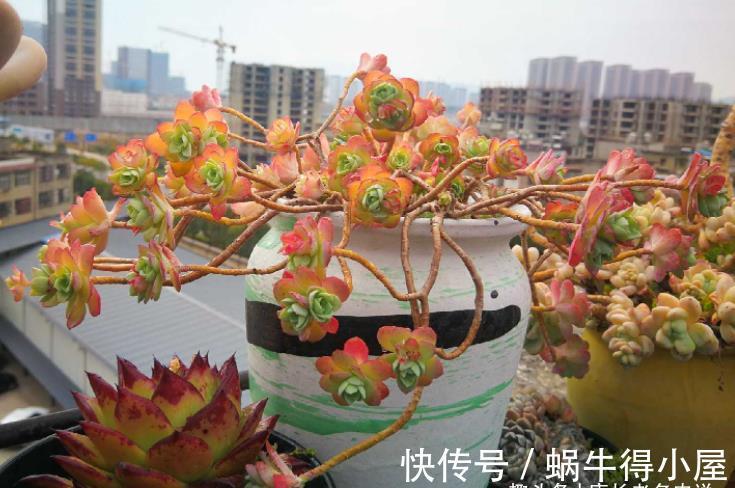 化妆|多肉薄化妆老桩怎么上盆?按这些步骤走起来,服盆后就会很美