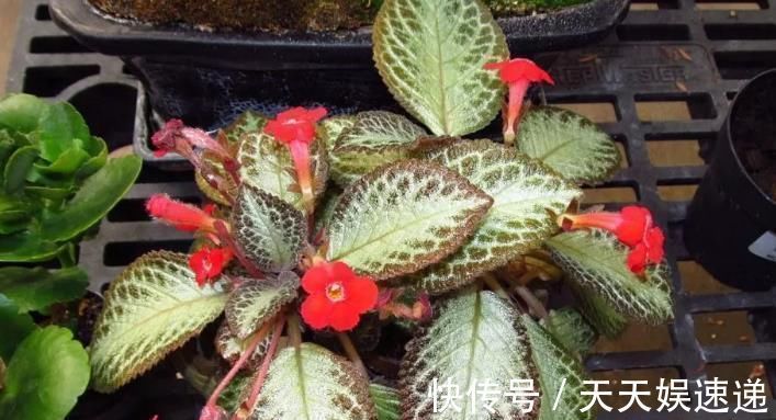 银星|最适合养在室内的7种花,有点散射光就能蹭蹭地长