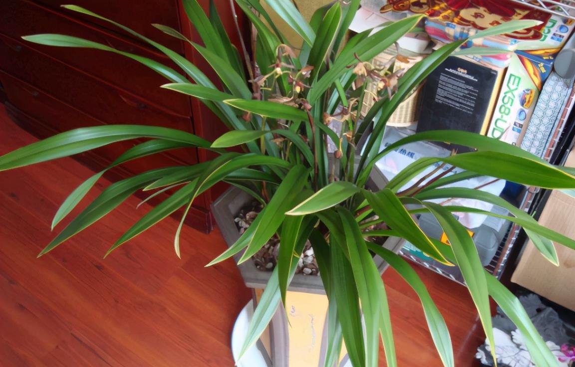 花友|养兰花,怎么让植株不烂芽、招虫生病?