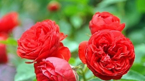 红苹果一样诱人的月季花,喜欢月季可以养一株,又美又香!