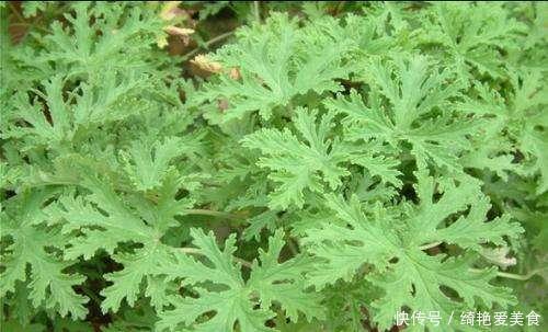 香草|这3种花“病菌”,家里放几盆,老人小孩不易生病,聪明人养很多