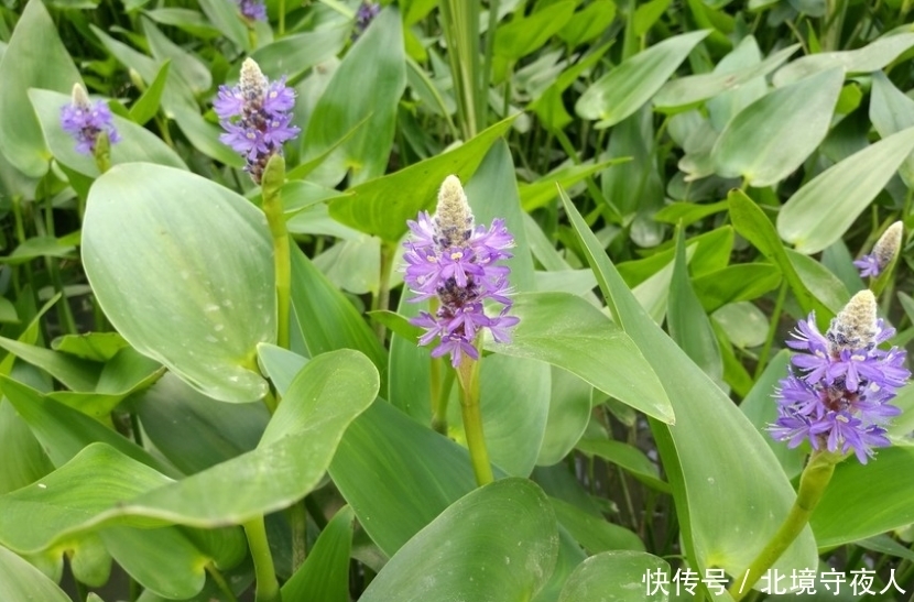 紫色|一种开紫色小花的植物,乡村水塘里常见,您知道叫什么植物!