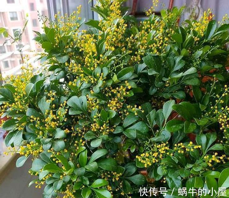 聪明人都养4种花,个个美出状态,花朵迷人,阵阵花香