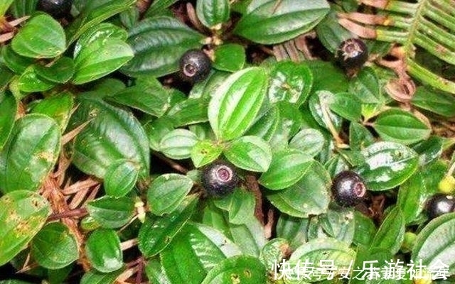 泡酒|农村这种野果,以前的人们拿来泡酒,其实它还是一种很好的药材