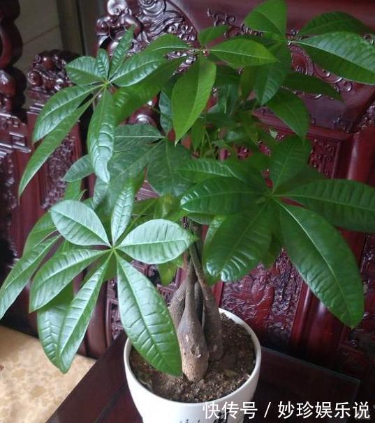 植物|修剪吊兰、发财树、长寿花,就参照割韭菜,半个月一茬刚好!