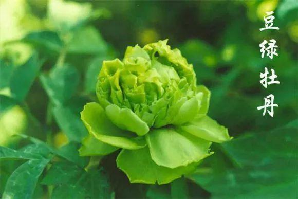 喜欢牡丹花，却一不小心买到芍药！附牡丹花品种图鉴大全