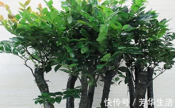 堪称我国最好养的盆景,不仅比牡丹大气,而且美观寓意好